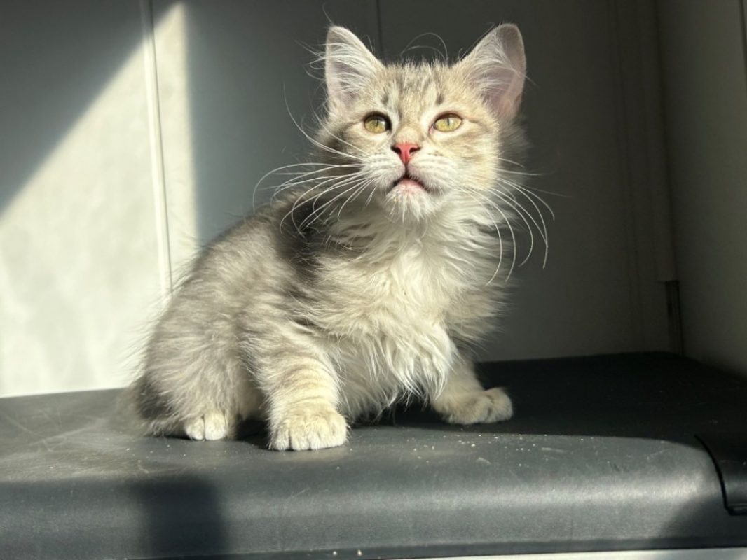 Bagherra - Chat Européen à adopter - photo 2