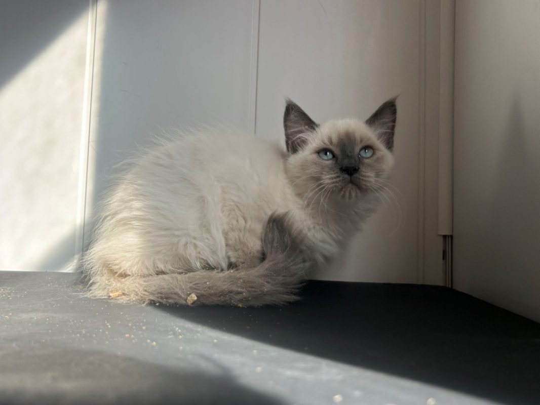 Bebe groot - Chat Européen à adopter