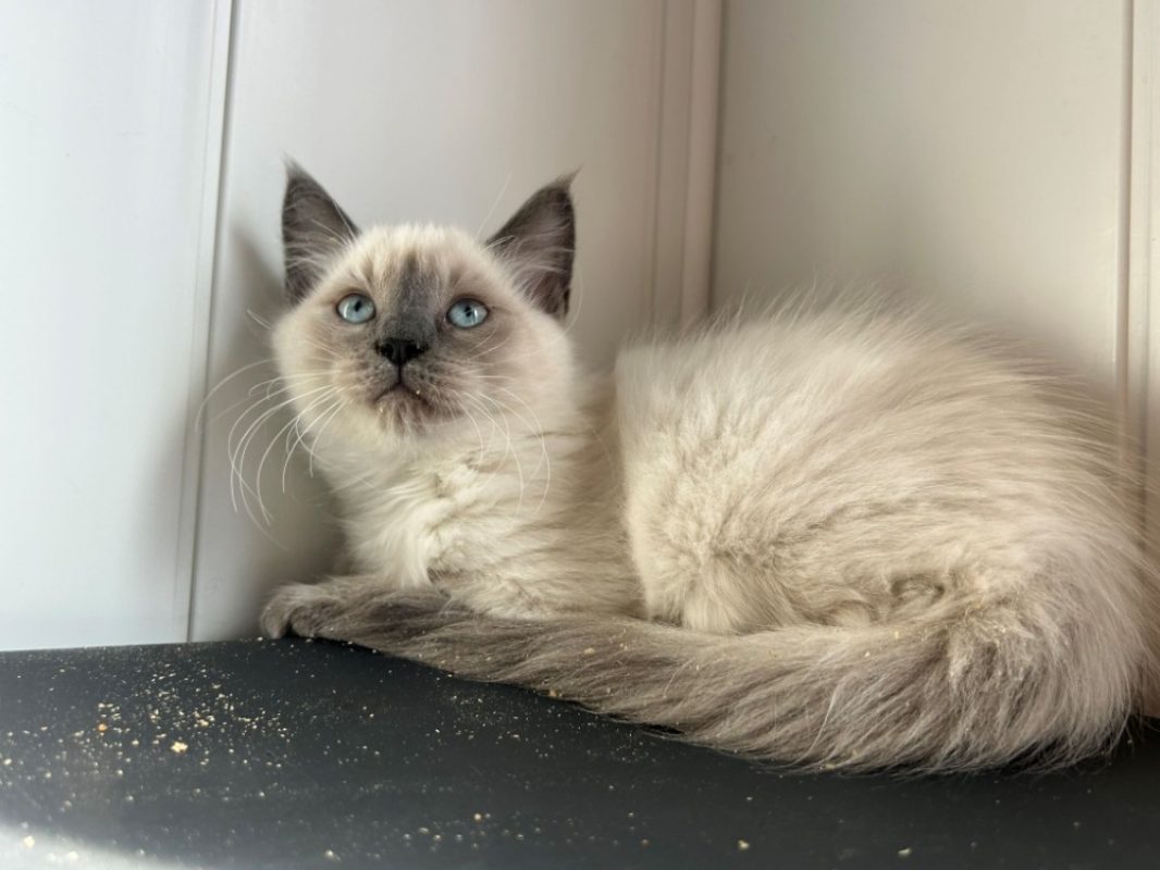 Bebe groot - Chat Européen à adopter - photo 2