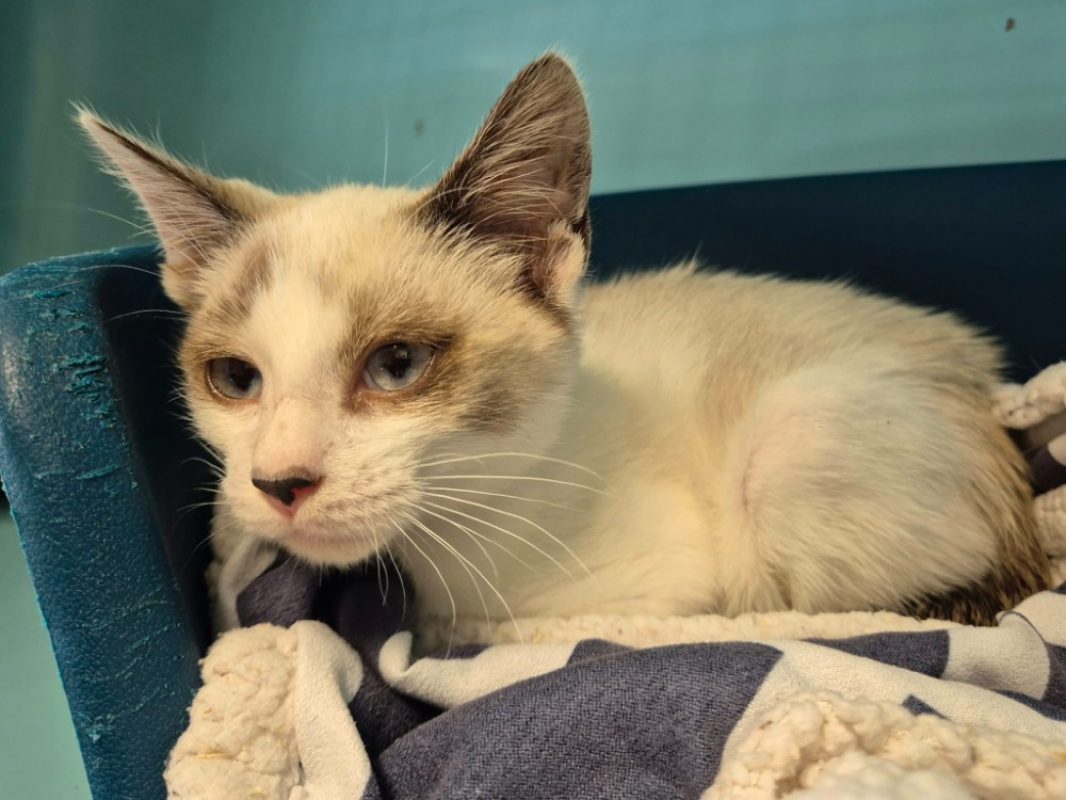 Prani - Chat Européen à adopter
