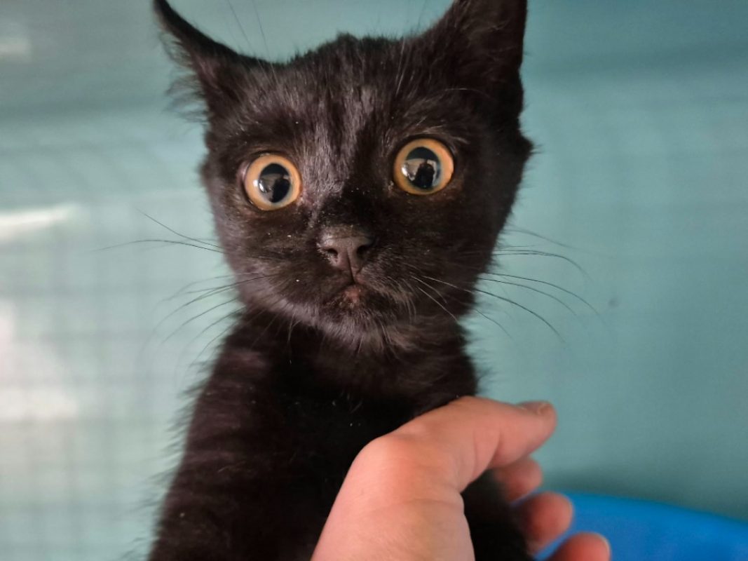 Wanni - Chat Européen à adopter