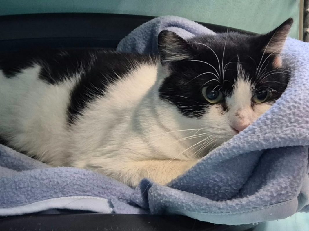 Mauricette - Chat Européen à adopter