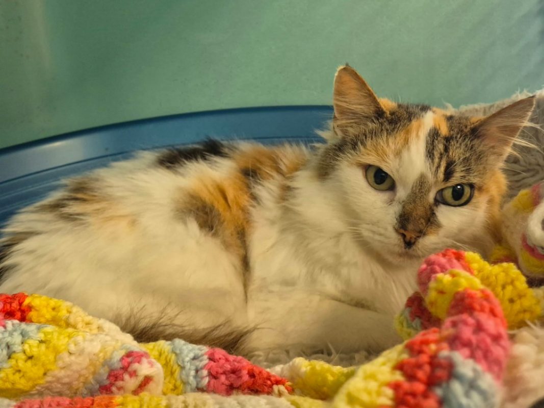 Marguerite - Chat Européen à adopter