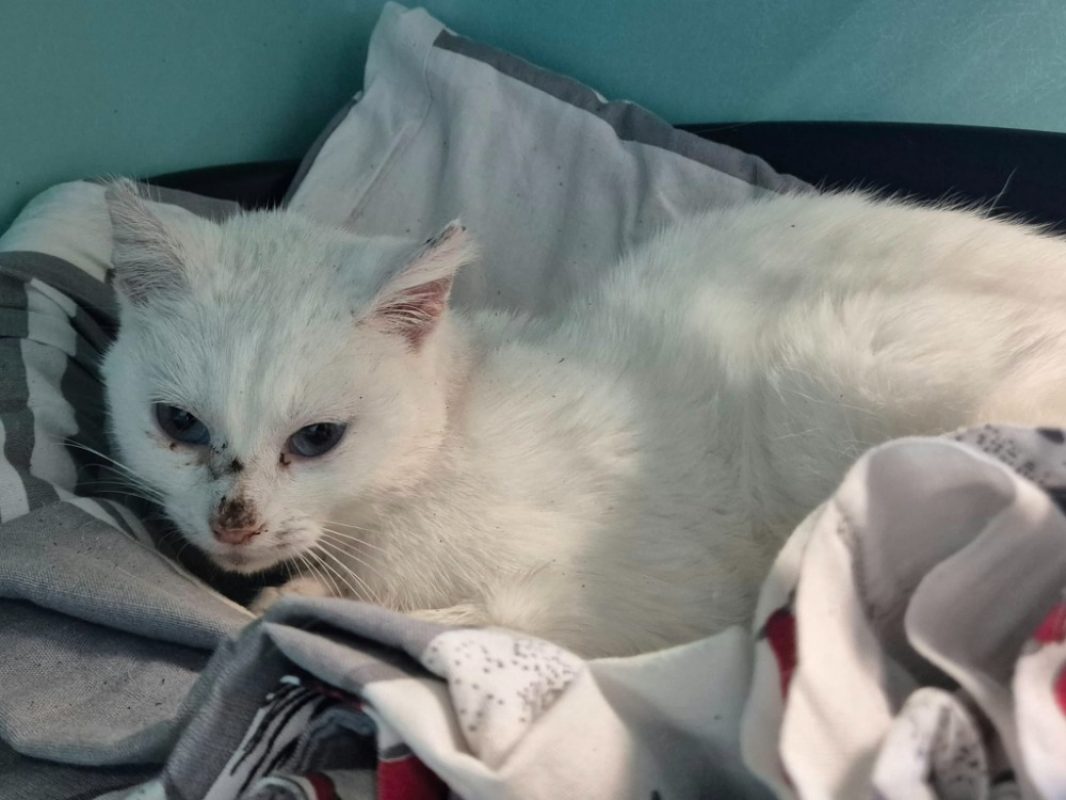 Mirabelle - Chat Européen à adopter
