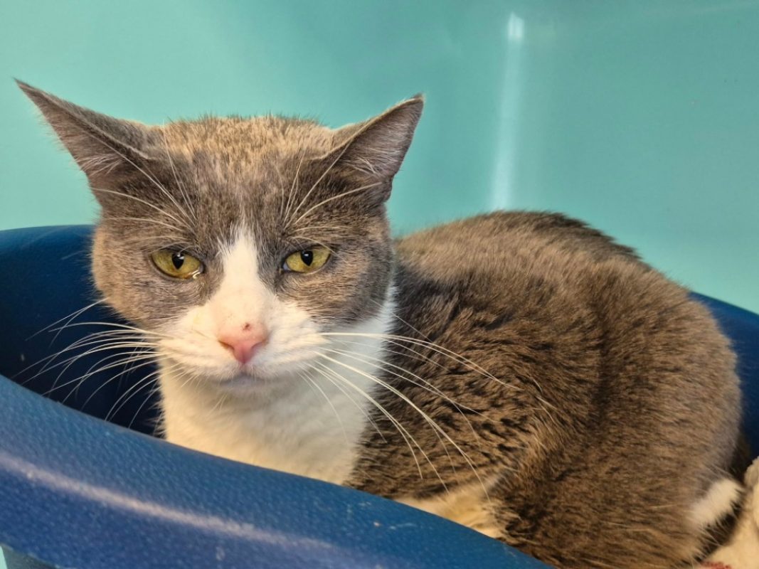 Melilot - Chat Européen à adopter