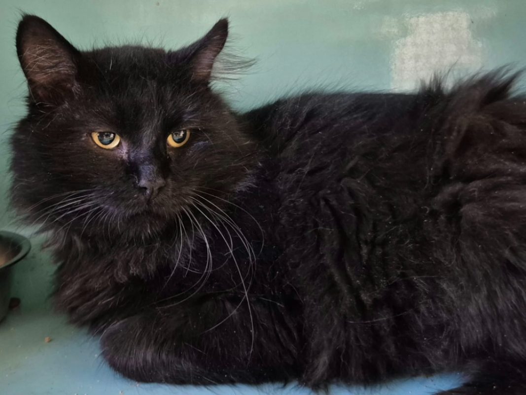 Cedrus - Chat Européen à adopter