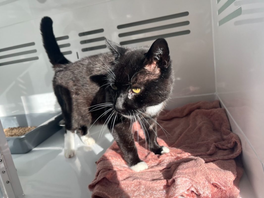 Légitimus - Chat Européen à adopter