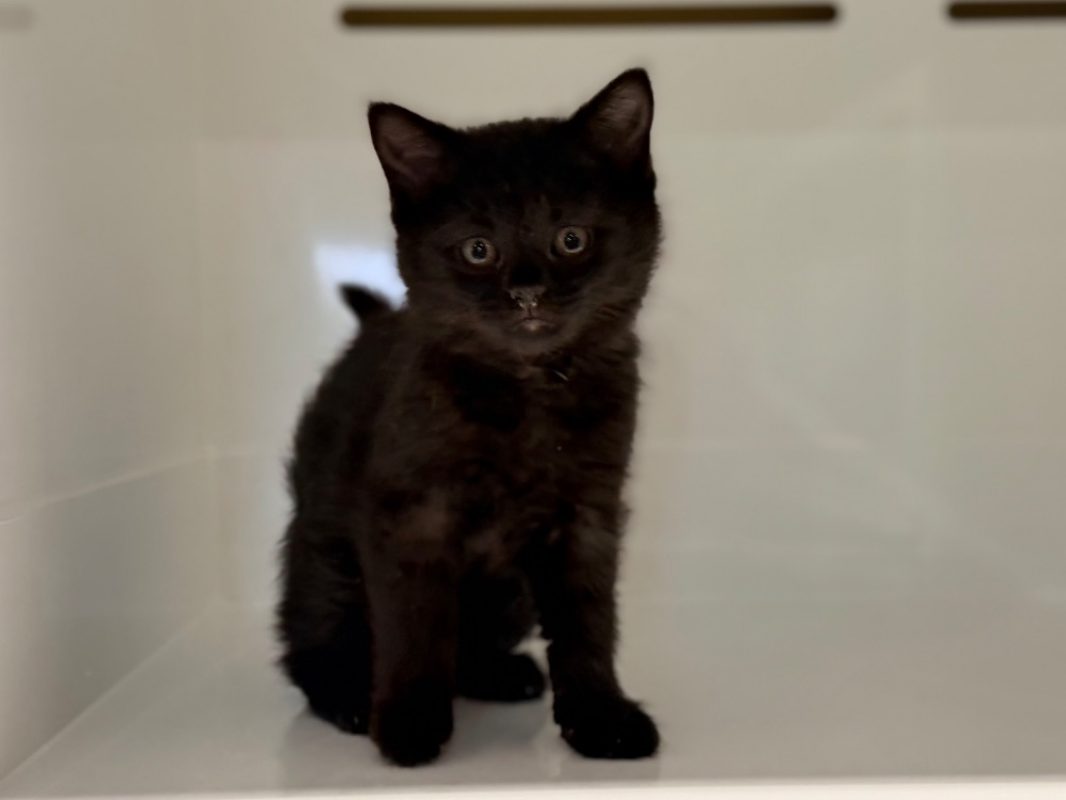 Athos - Chat Européen à adopter