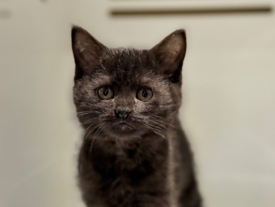 Athos - Chat Européen à adopter - photo 2