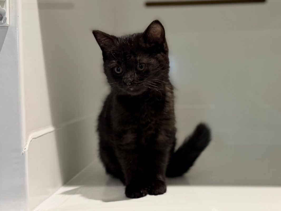 Athos - Chat Européen à adopter - photo 3