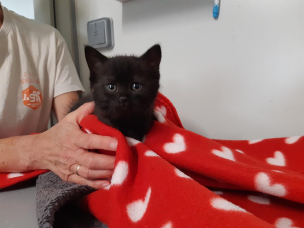 Athos - Chat Européen à adopter - photo 4