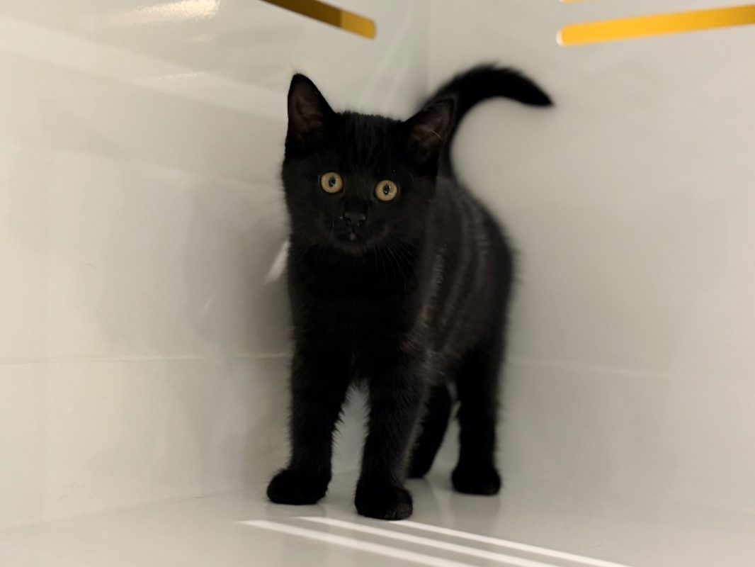 Porthos - Chat Européen à adopter