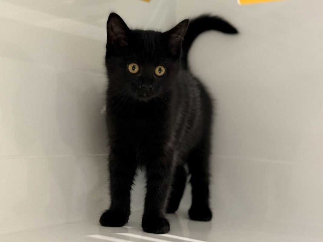 Porthos - Chat Européen à adopter - photo 2