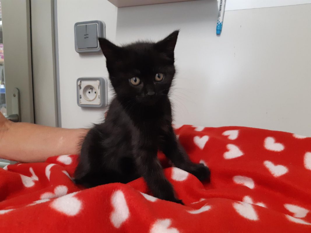 Porthos - Chat Européen à adopter - photo 3