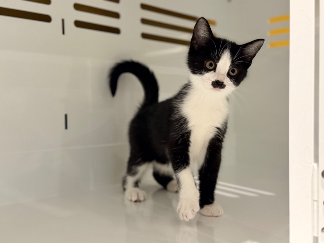Aramis - Chat Européen à adopter