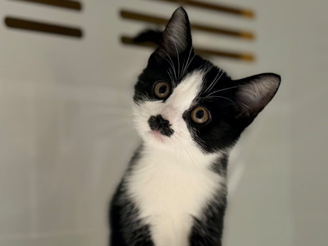 Aramis - Chat Européen à adopter - photo 2