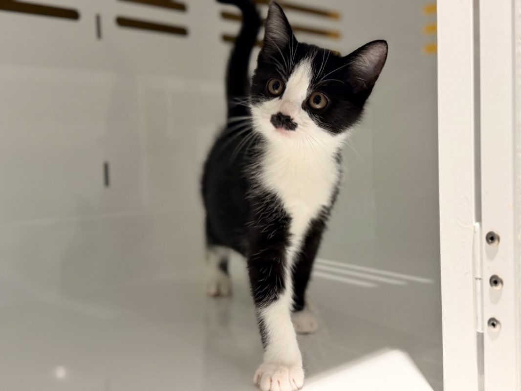 Aramis - Chat Européen à adopter - photo 3