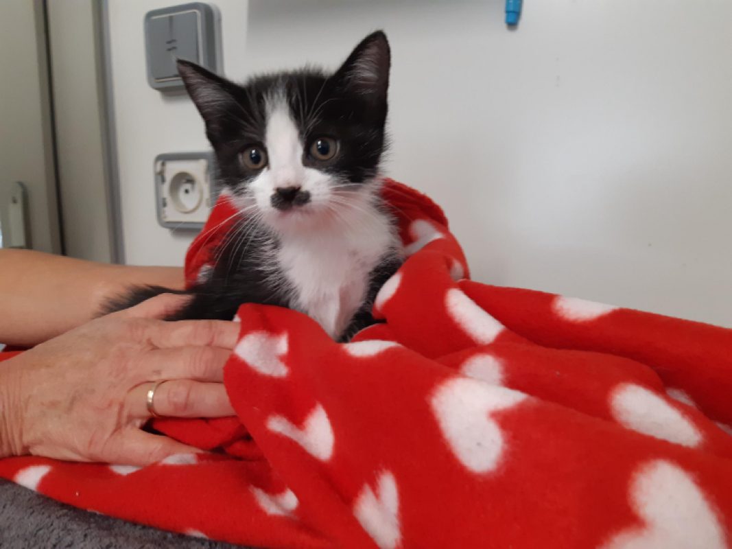 Aramis - Chat Européen à adopter - photo 4