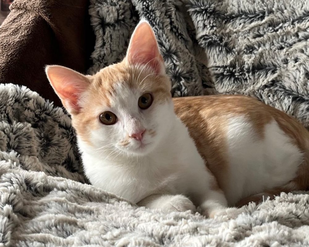Netto et artik - Chat Européen à adopter
