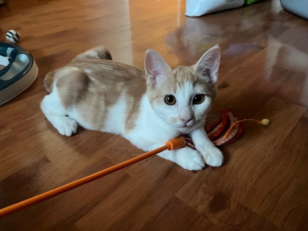 Netto et artik - Chat Européen à adopter - photo 2
