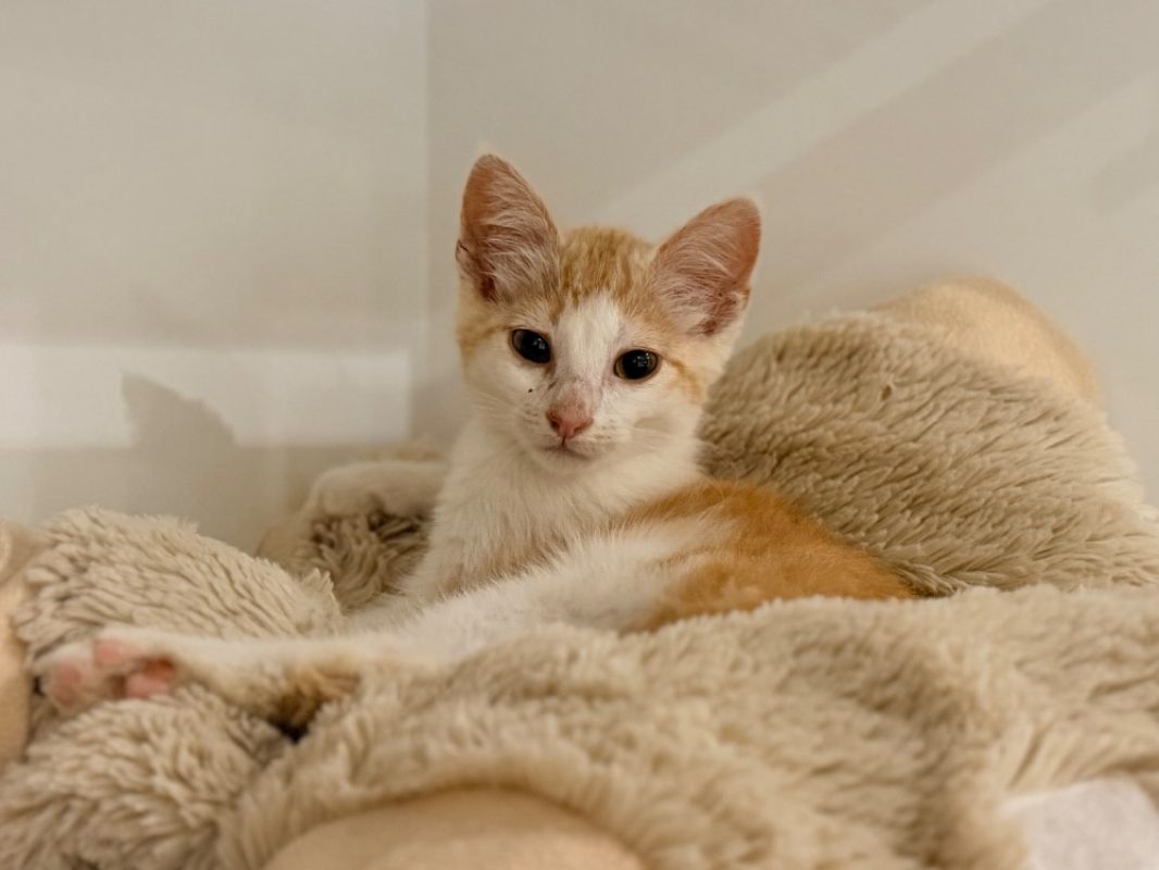 Netto et artik - Chat Européen à adopter - photo 3