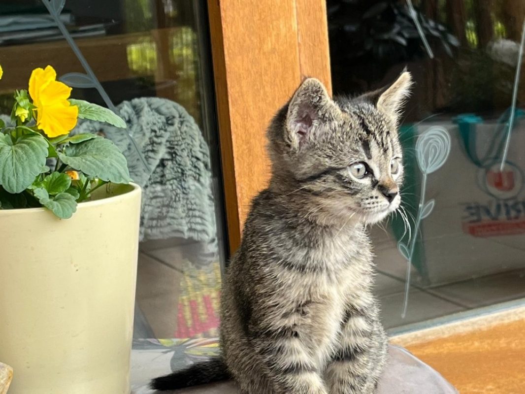 Artik et netto - Chat Européen à adopter