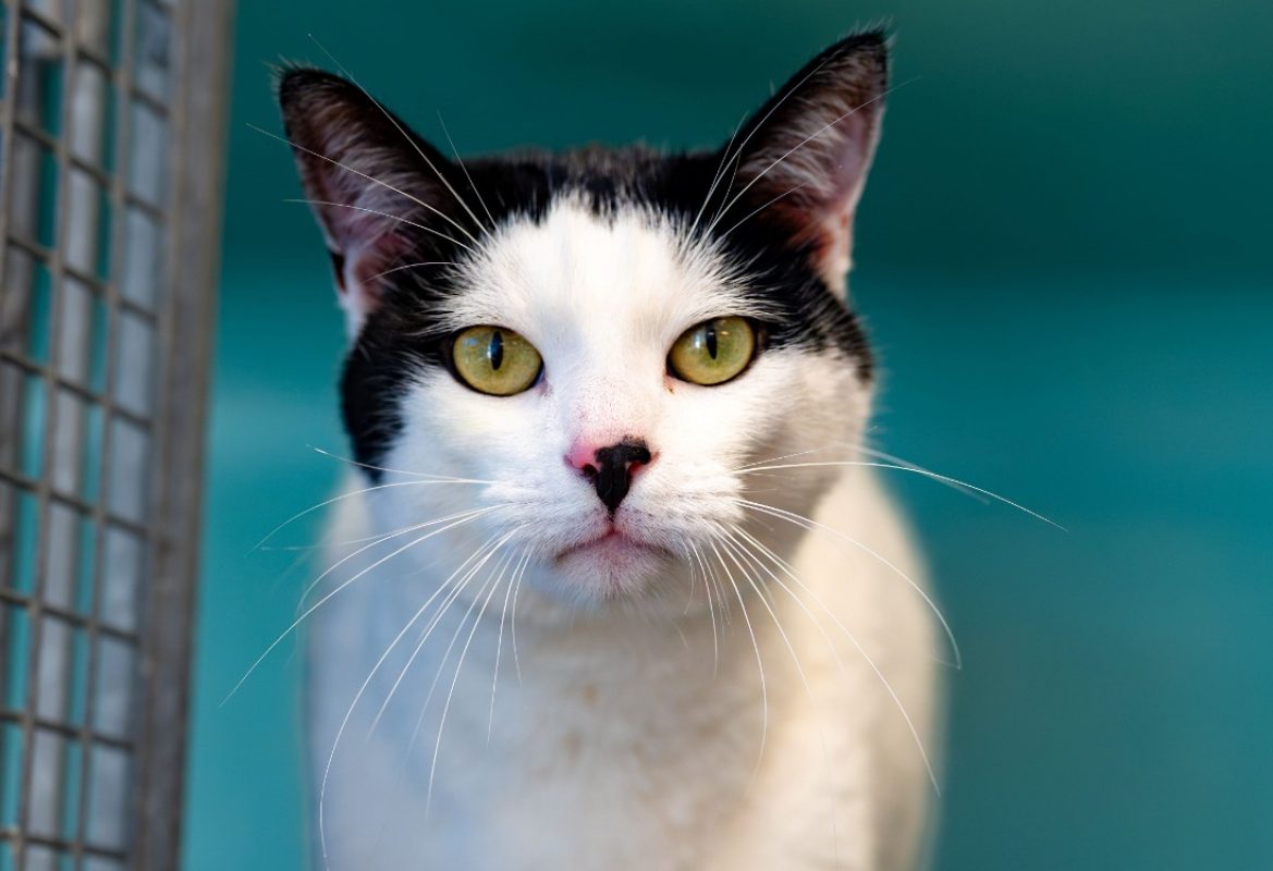 Pepito - Chat Européen à adopter