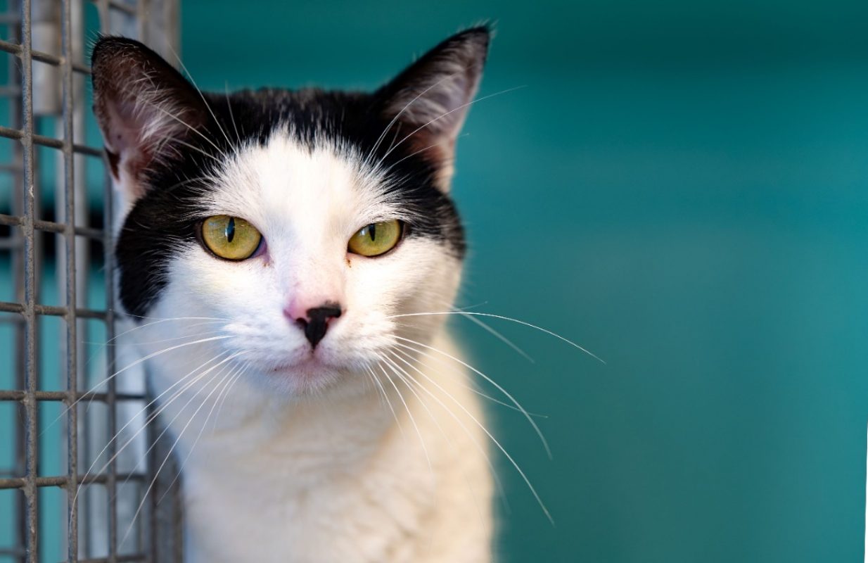 Pepito - Chat Européen à adopter - photo 2