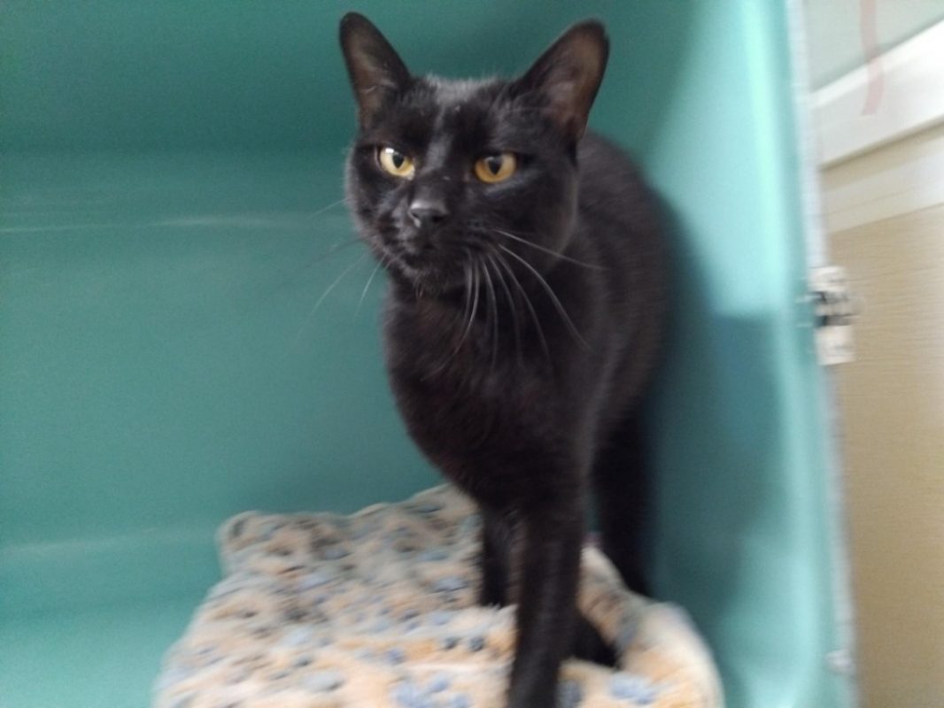 Lys - Chat Européen à adopter