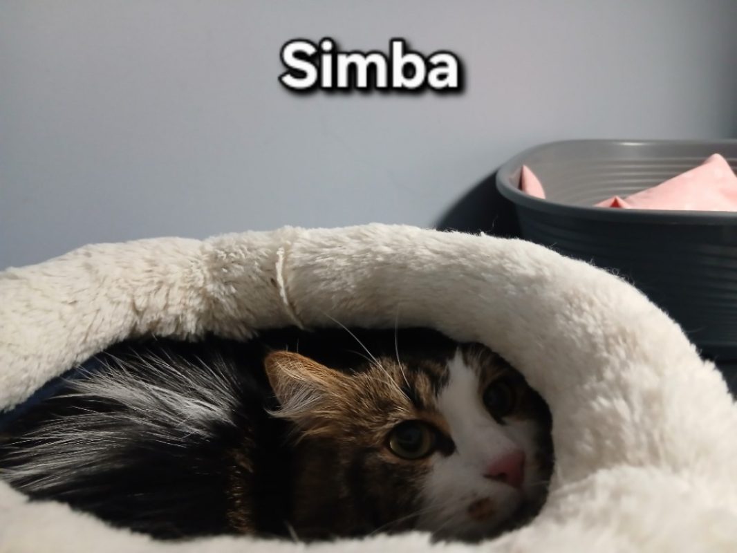 Simba - Chat Européen à adopter