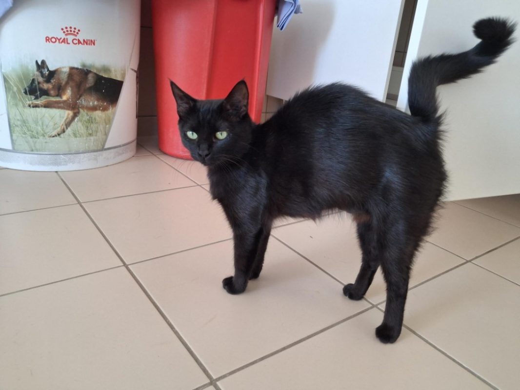 Melusine - Chat Européen à adopter