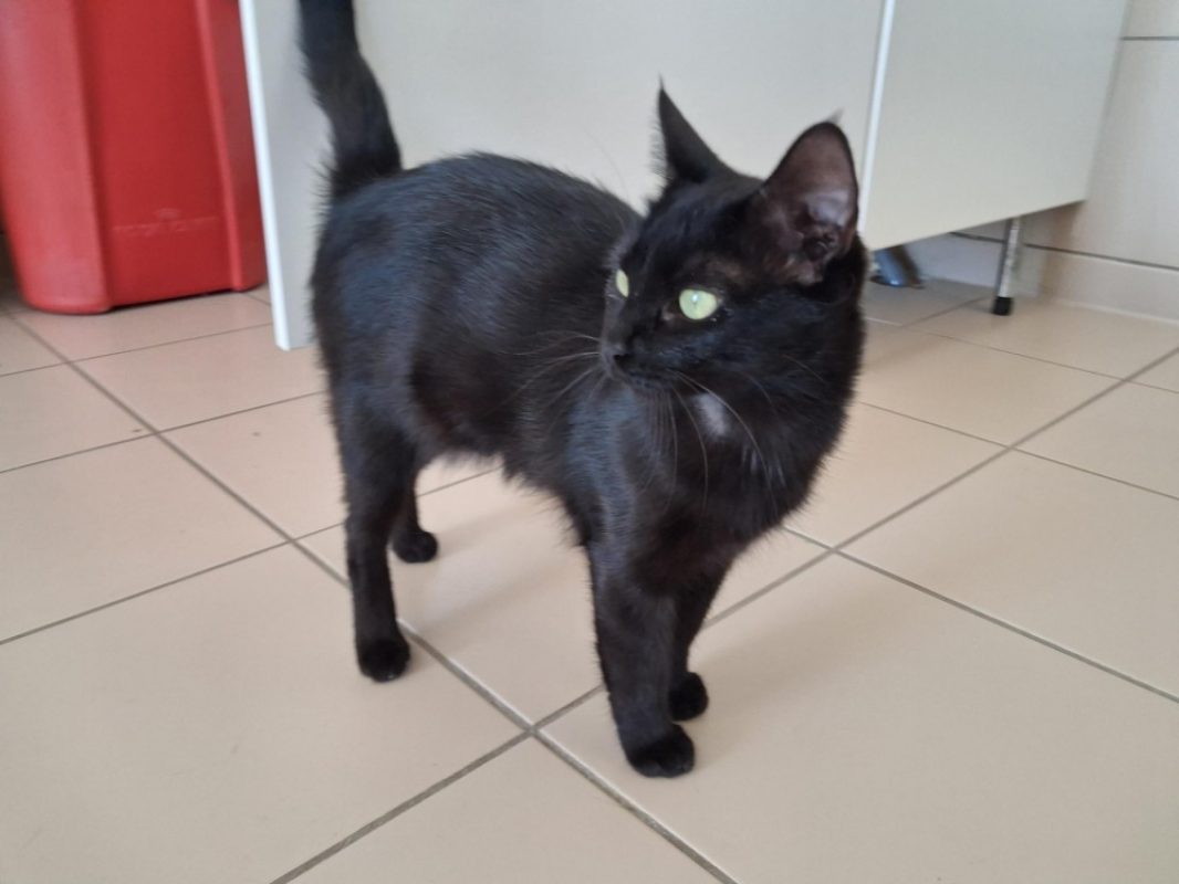 Melusine - Chat Européen à adopter - photo 2