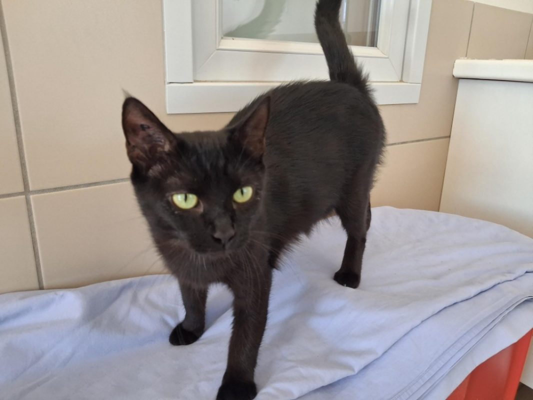 Melusine - Chat Européen à adopter - photo 3