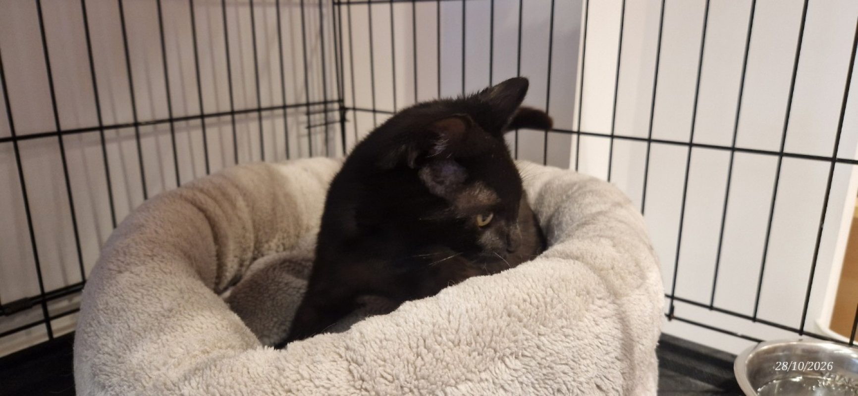 Leo - Chat Européen à adopter