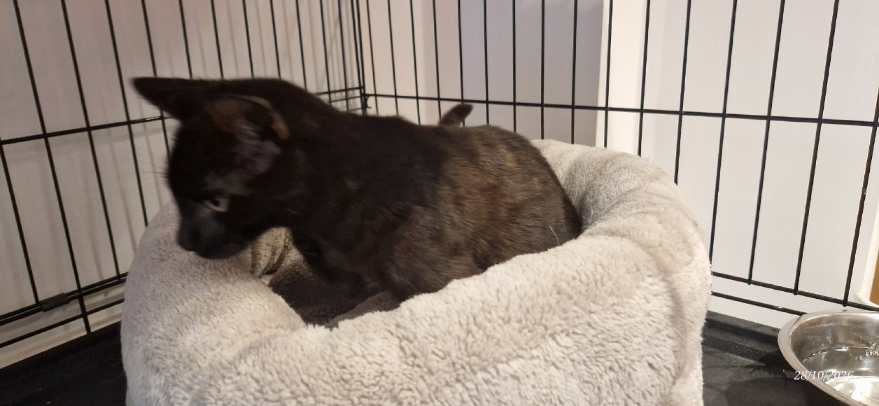 Leo - Chat Européen à adopter - photo 2
