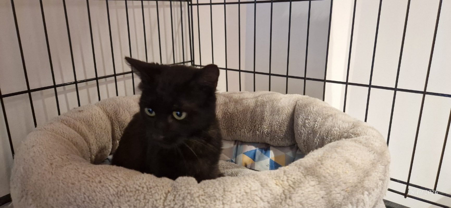 Mia - Chat Européen à adopter