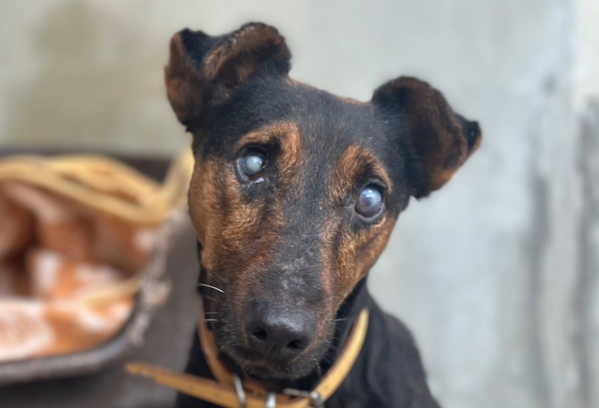 Enori - Chien à adopter