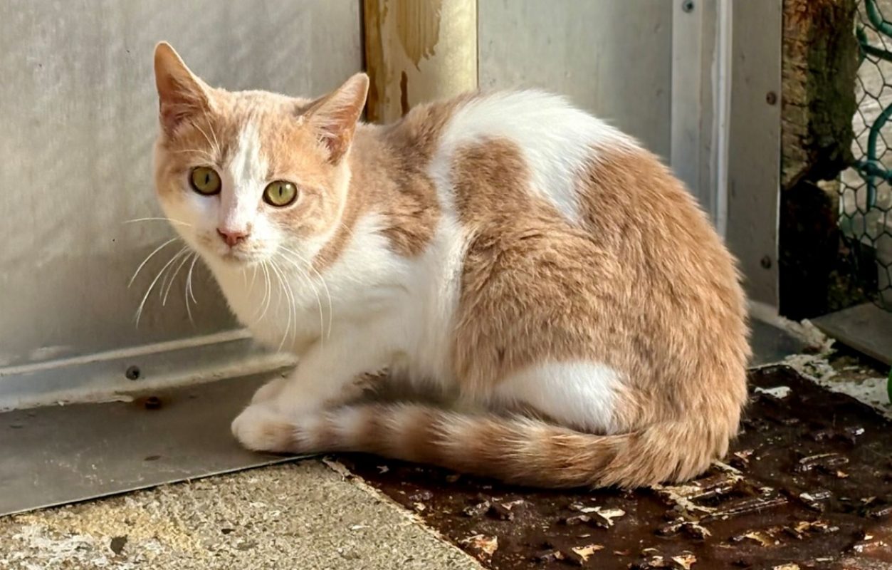 Wanda - Chat Européen à adopter
