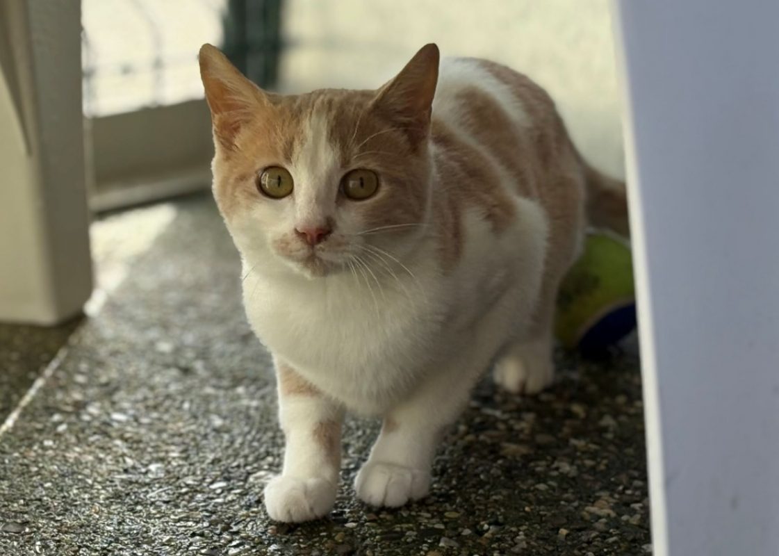 Wanda - Chat Européen à adopter - photo 2