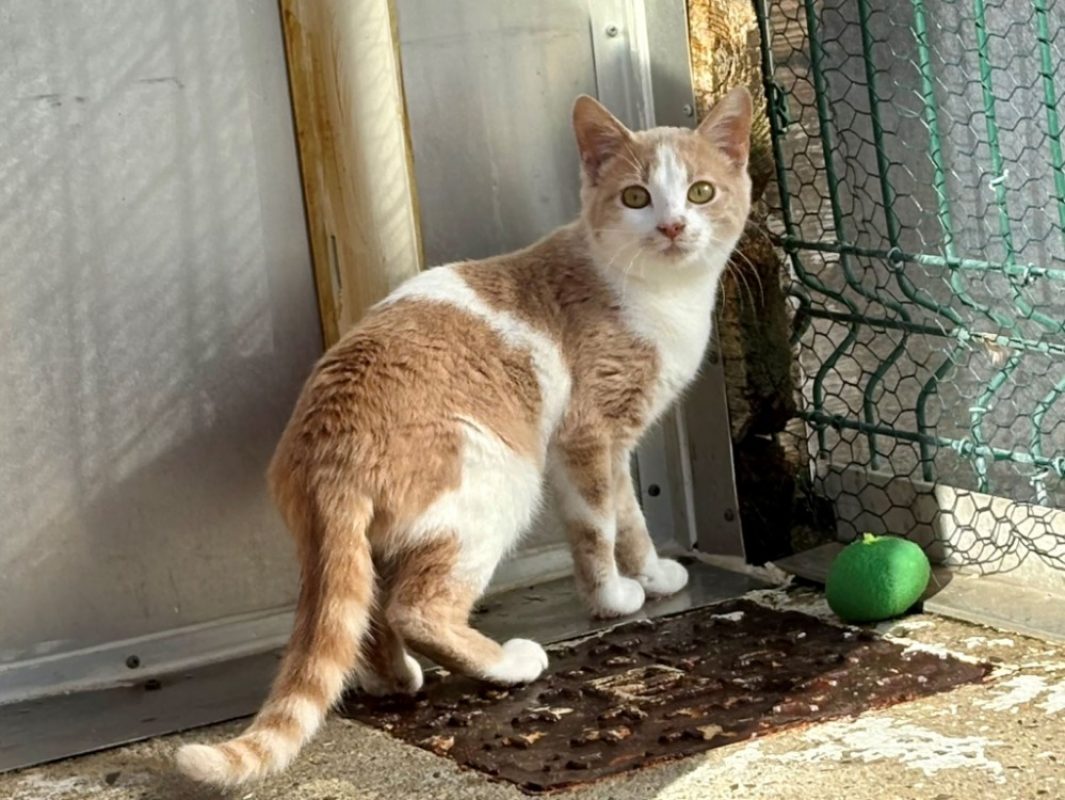 Wanda - Chat Européen à adopter - photo 3