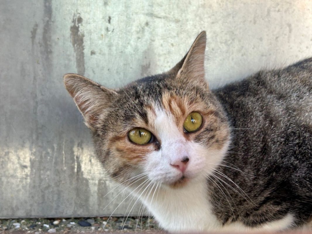 Pélagie - Chat Européen à adopter
