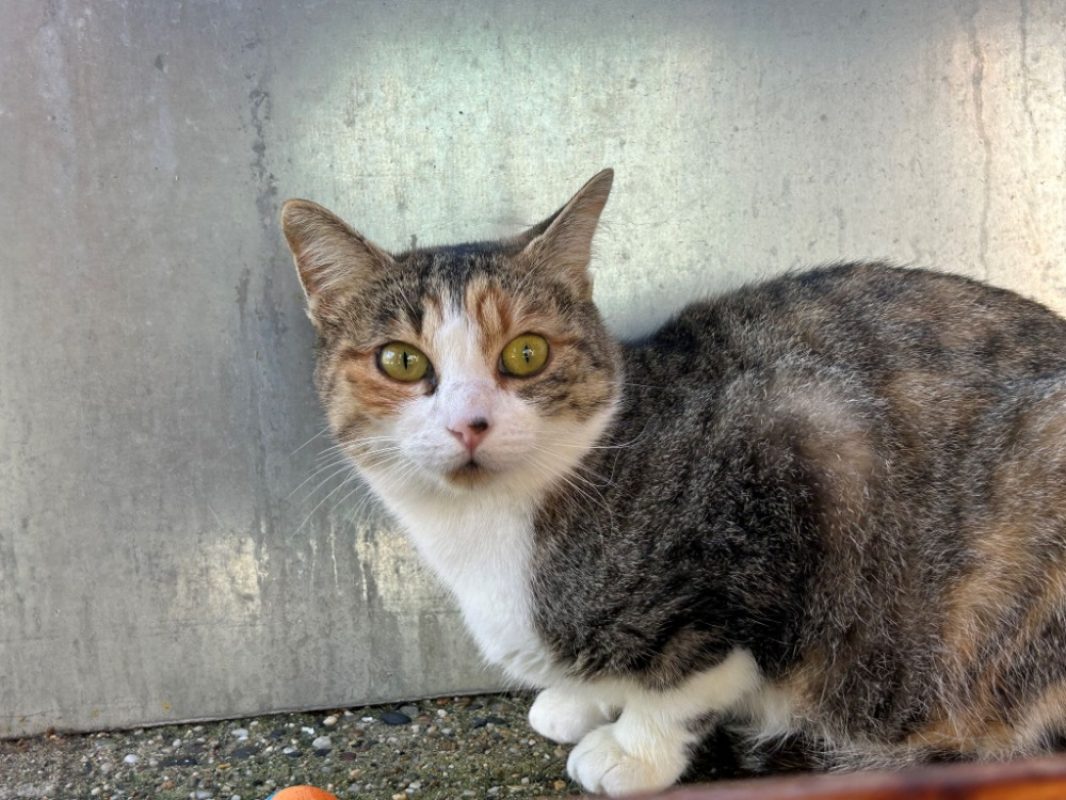 Pélagie - Chat Européen à adopter - photo 2