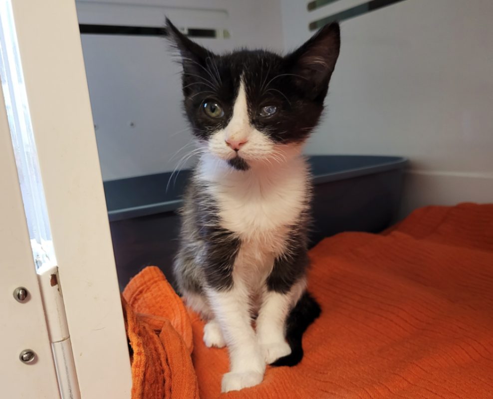 Rizgluant - Chat Européen à adopter