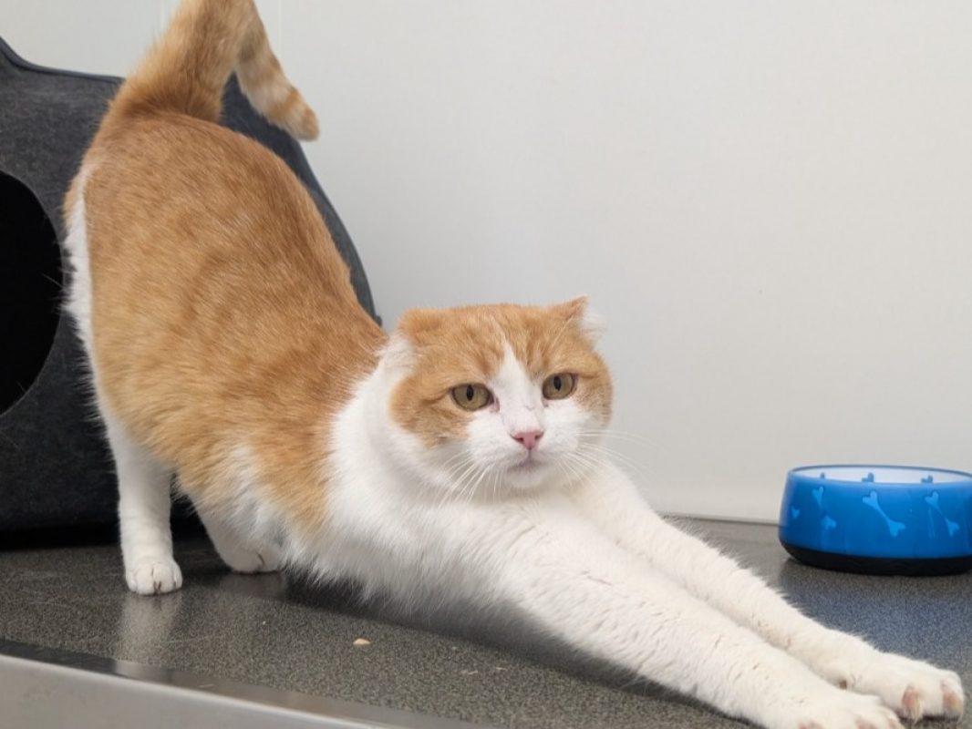 Bichette - Chat Européen à adopter