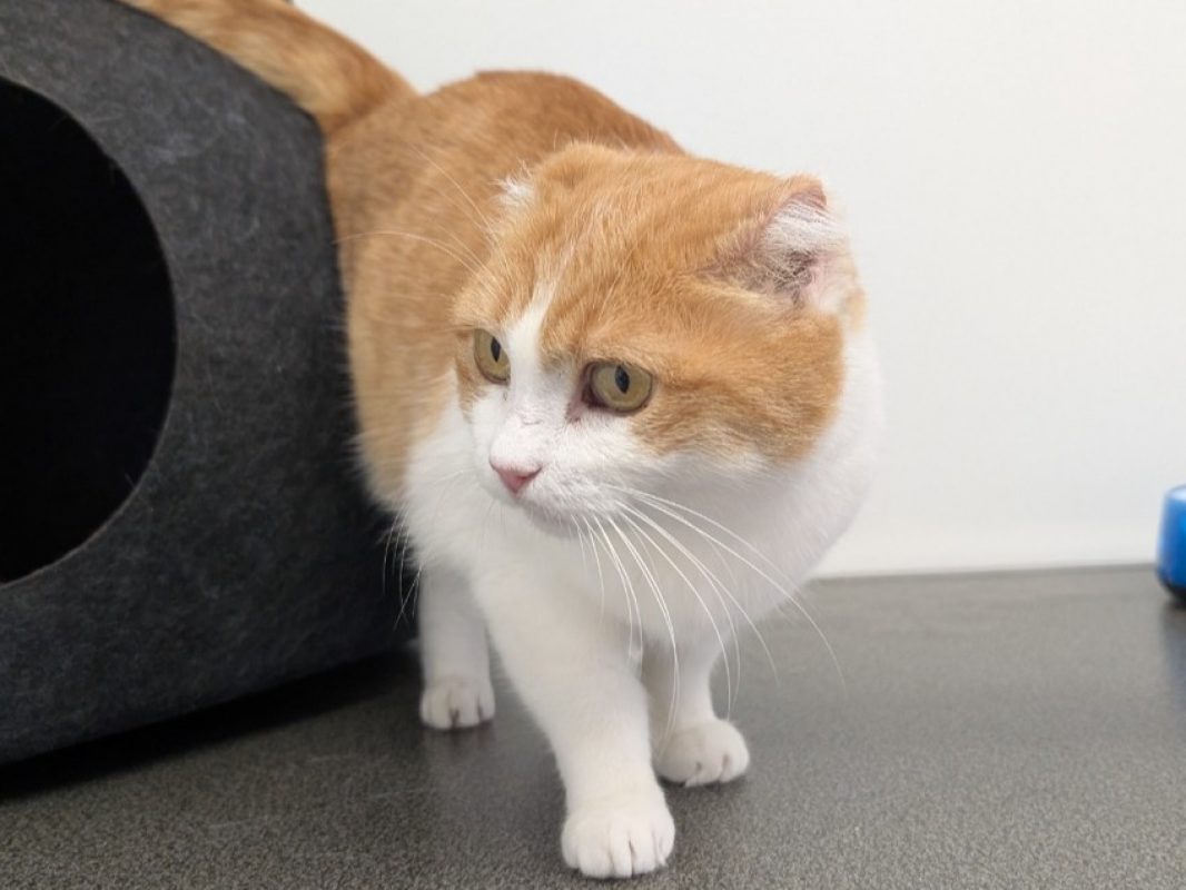 Bichette - Chat Européen à adopter - photo 2
