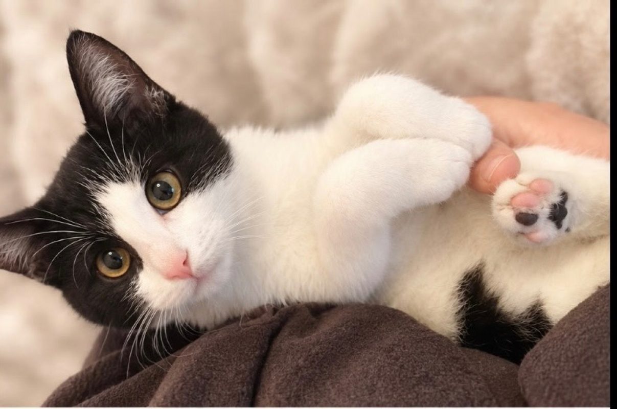 Picasso - Chat Européen à adopter