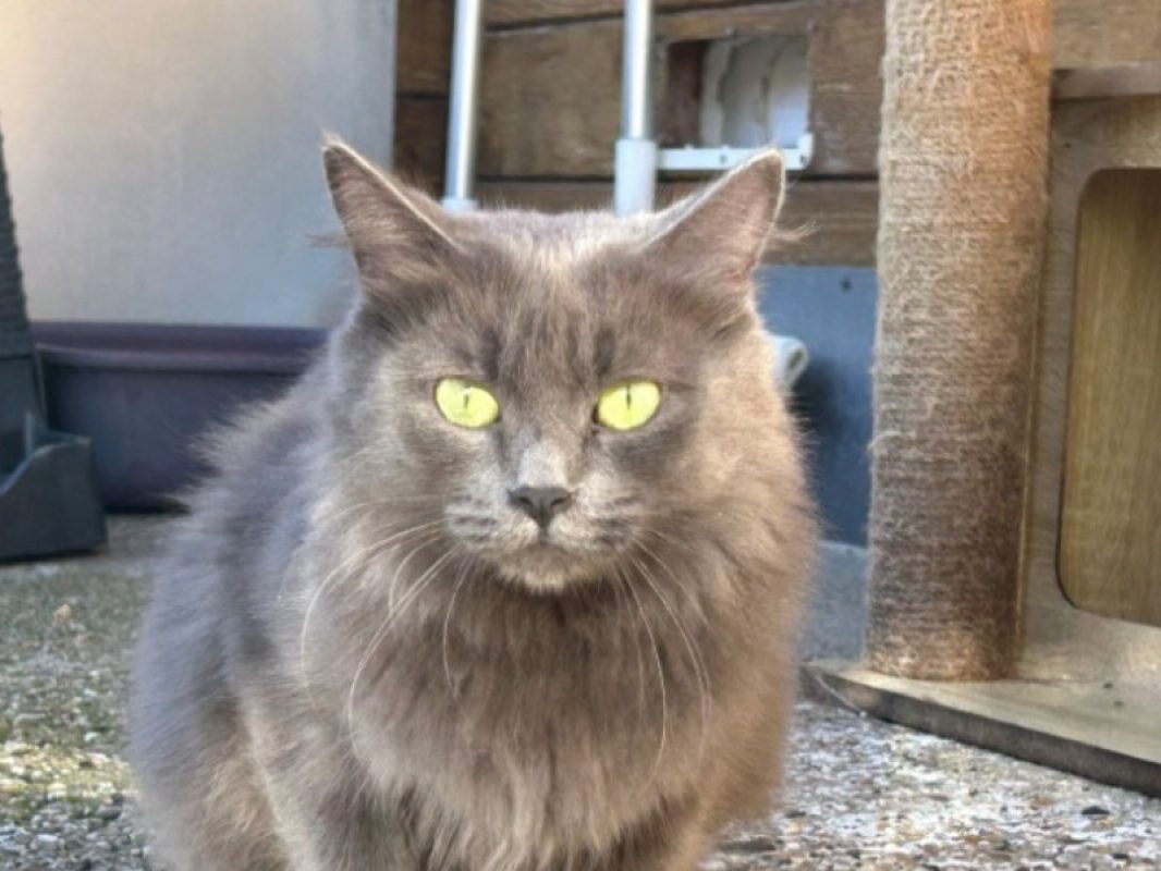 Gamora - Chat Européen à adopter