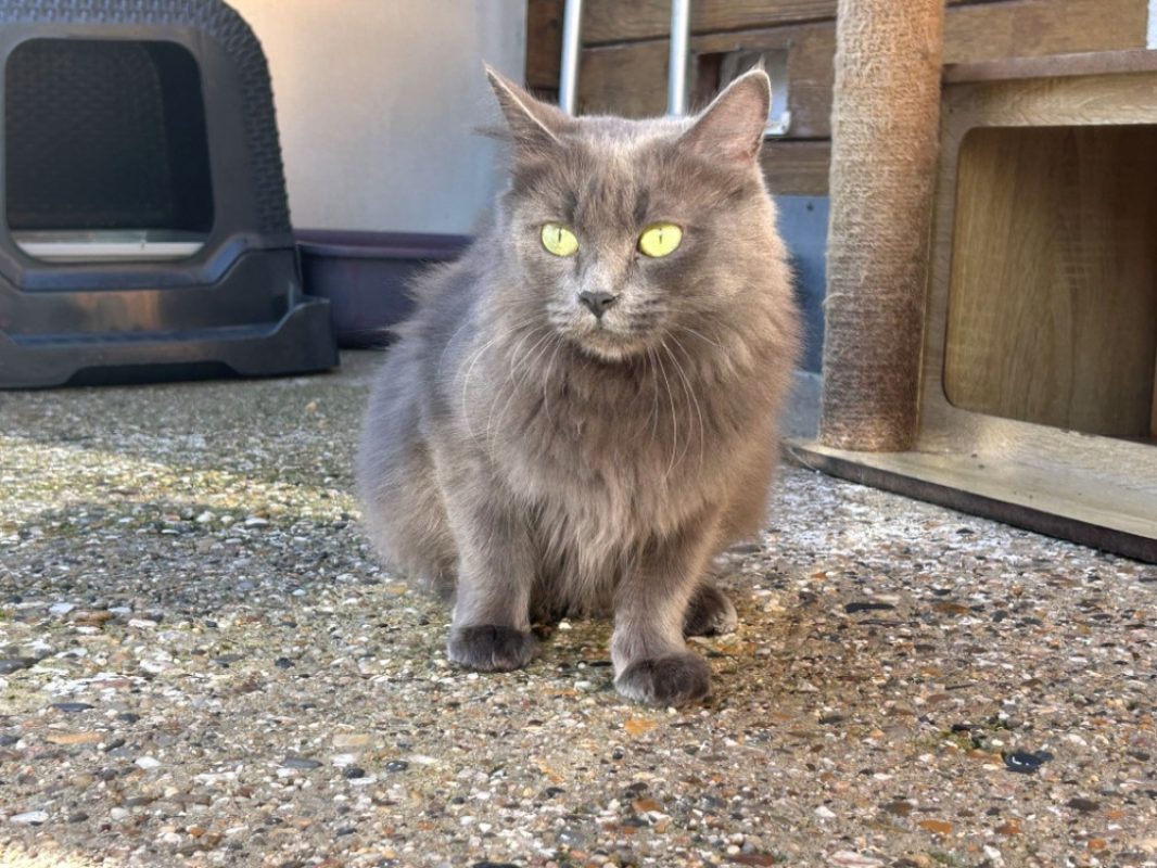 Gamora - Chat Européen à adopter - photo 2