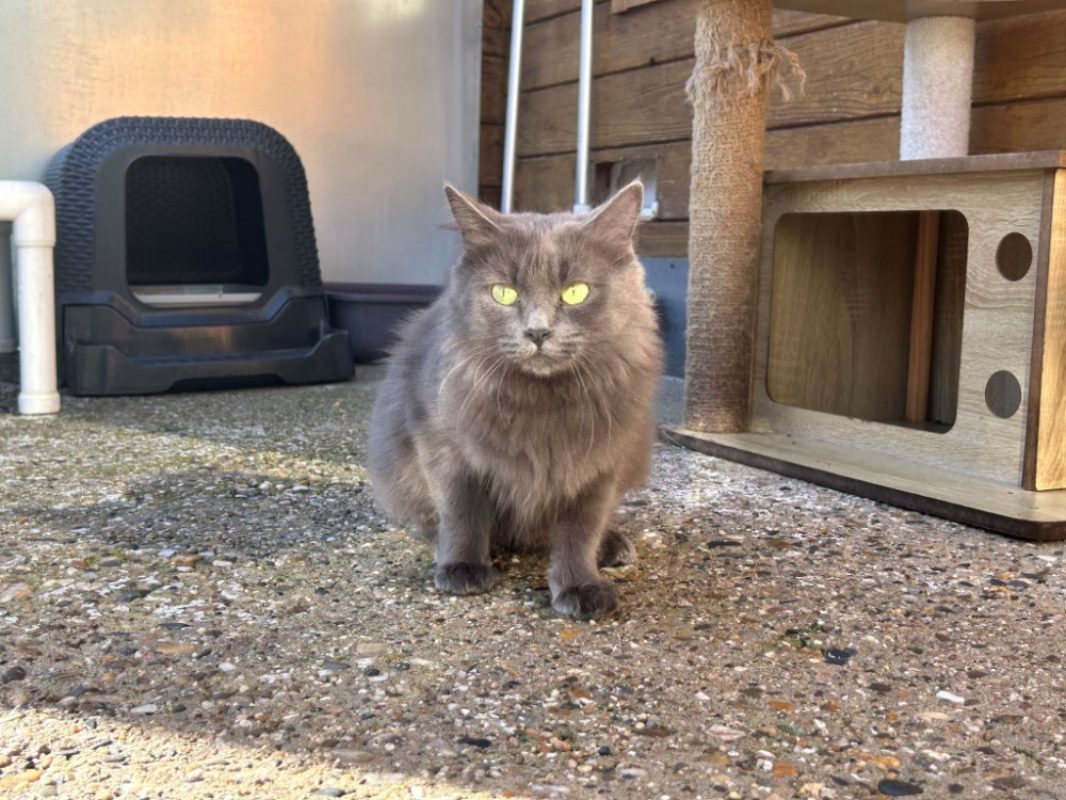 Gamora - Chat Européen à adopter - photo 3
