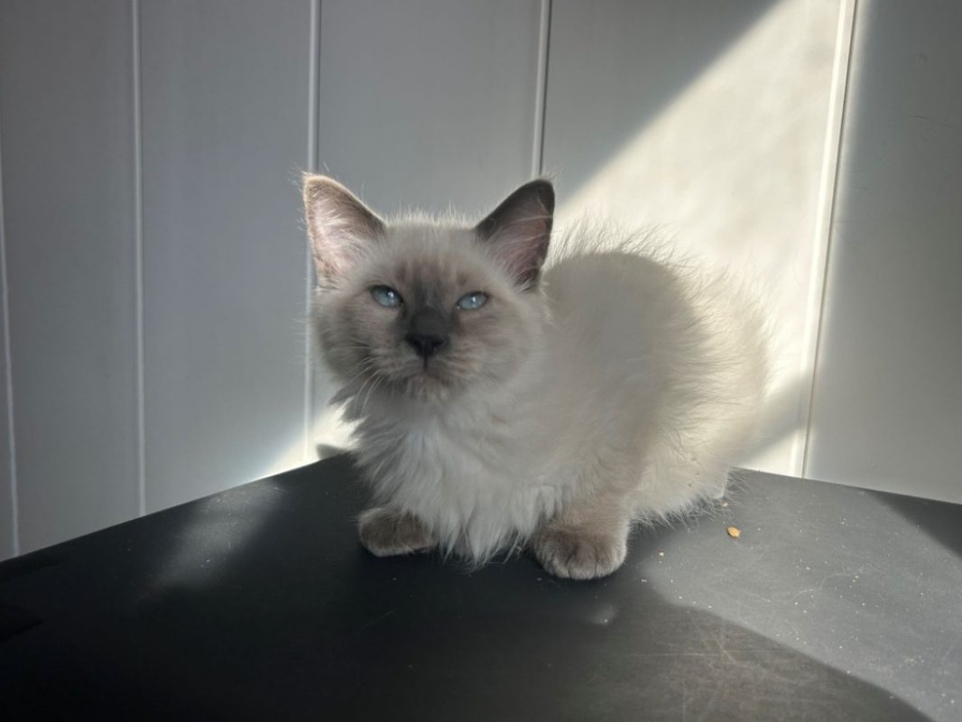Bouddha - Chat Européen à adopter